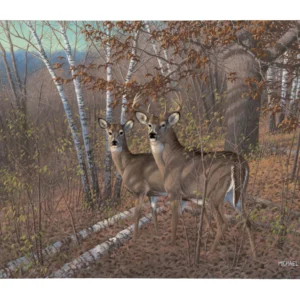 Acute Pair Whitetail Deer - 13" x 18" Gallery Wrapped Canvas