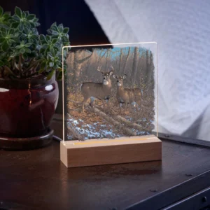 Morning Sun - Whitetail Deer - Acrylic Night Light