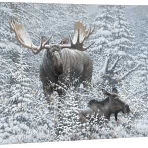 Patient Suitor - Moose - 18" x 36" Gallery Wrapped Canvas