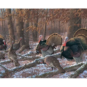 Thinkin Spring - Turkeys - 24" x 36" Gallery Wrapped Canvas