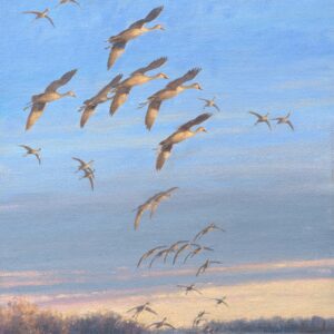 Sandhill Crane Study – 11″ x 14″ Art Print