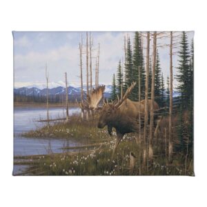 Cotton Grass Meadow Moose - 16" x 20.5" Gallery Wrapped Canvas