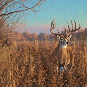 Beanfield Buck Whitetail Deer - 19" x 24" Gallery Wrapped Canvas