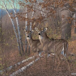 Acute Pair Whitetail Deer - 11" x 14" Art Print