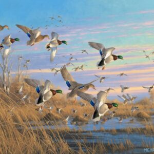 Dropping In - Mallards - 11″ x 14″ Art Print