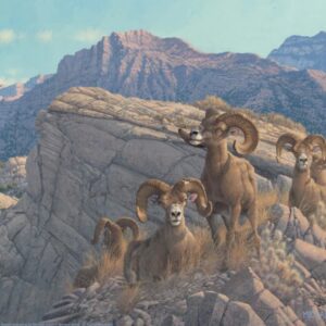 Desert Kings - Desert Bighorn - 11″ x 14″ Art Print