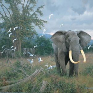 Highland Bull & Egrets - 11″ x 14″ Art Print