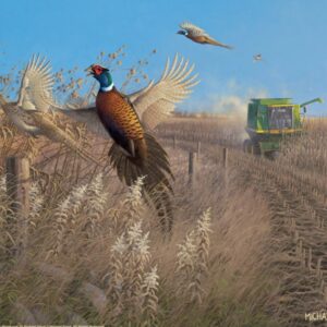 Flying Colors - Pheasants - 11″ x 14″ Art Print