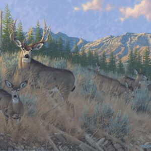Magic Hour - Mule Deer - 11″ x 14″ Art Print