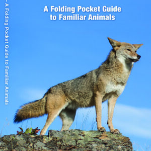 Colorado Wildlife Pocket Guide