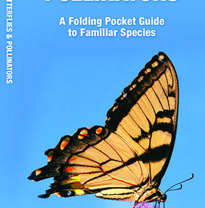 Massachusetts Butterflies & Pollinators Pocket Guide