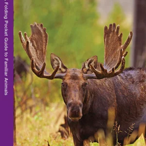 Maine Wildlife Pocket Guide