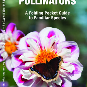 Michigan Butterflies & Pollinators Pocket Guide