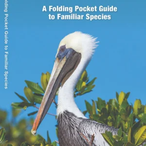 Florida Birds Pocket Guide
