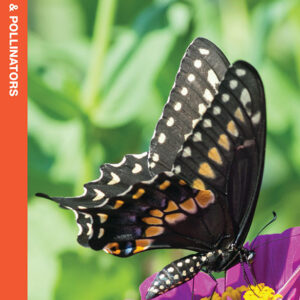 Ohio Butterflies & Pollinators Pocket Guide