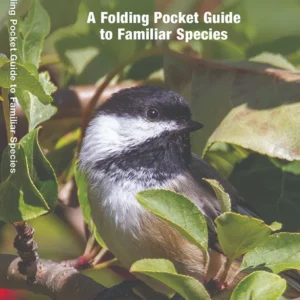 Maine Birds Pocket Guide