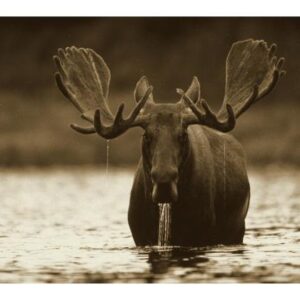 Male Moose Feeding on the Bottom of a Lake, North America – 24 x 16 in. Premium Paper Print