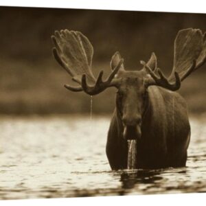 Male Moose Feeding on the Bottom of a Lake, North America – 24 x 16 in. Premium Museum Wrapped Canvas