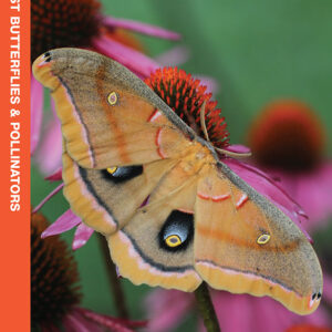 Pacific Northwest Butterflies & Pollinators Pocket Guide