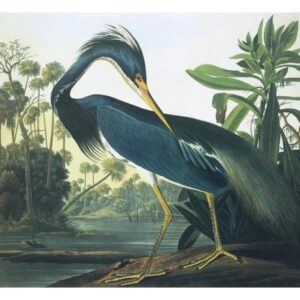 Louisiana Heron by John James Audubon – 28 x 22 in. Premium Paper Print