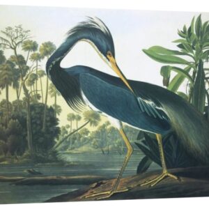 Louisiana Heron by John James Audubon – 35 x 28 in. Premium Museum Wrapped Canvas