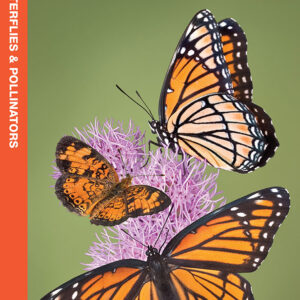 Great Lakes Butterflies & Pollinators Pocket Guide