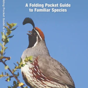 Nevada Birds Pocket Guide