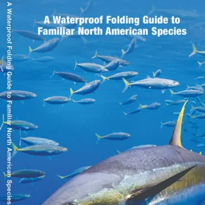 Saltwater Fishes Pocket Guide