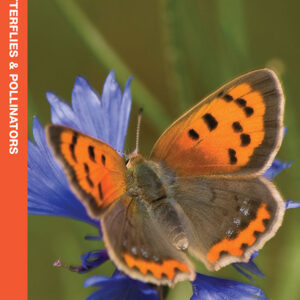 New England Butterflies & Pollinators Pocket Guide