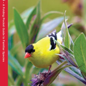 New Jersey Birds Pocket Guide