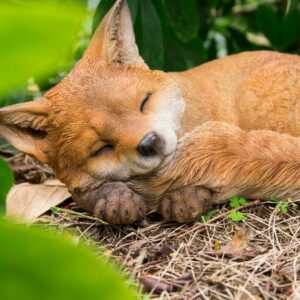 Fox Pup Sleeping Statue Figurine