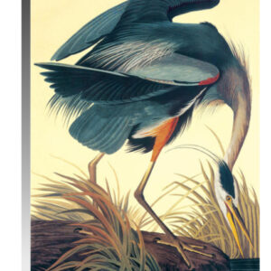 Audubon Great Blue Heron Canvas