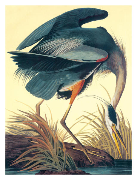 Great_Blue_Heron Audubon Great Blue Heron