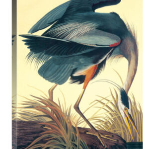 Great Blue Heron by John James Audubon – 24 x 32 in. Gallery Wrapped Canvas