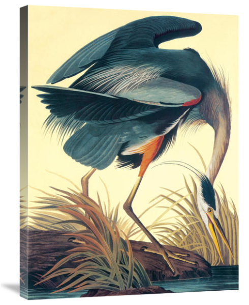 Great_Blue_Heron_Gallery_Wrap Great Blue Heron by John James Audubon – 24 x 32 in. Gallery Wrapped Canvas