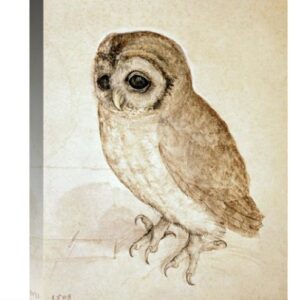Screech Owl by Albrecht Durer – 16 x 22 in Gallery Wrapped Canvas