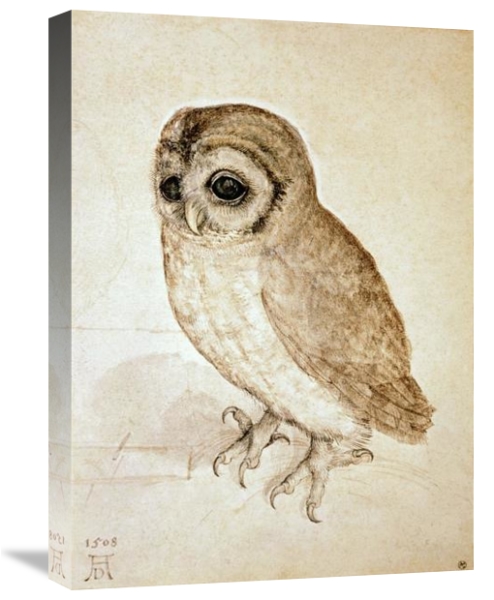 Screech Owl Gallery Wrapped Canvas
