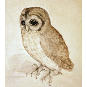 Screech Owl by Albrecht Durer – 16 x 22 in. Premium Paper Print