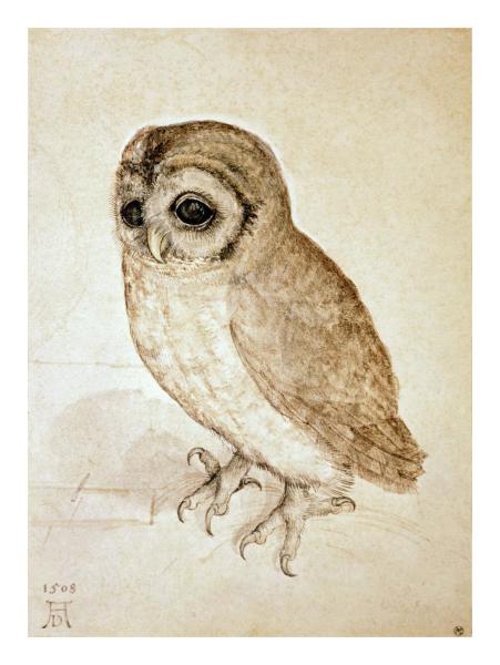 Screech Owl by Albrecht Durer