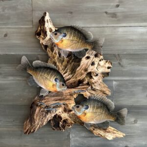 Bluegill Replica Driftwood Scene