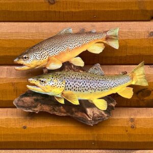 Brown Trout Duo Replica Fish Wall Art