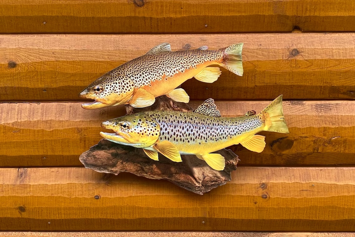 Brown Trout Duo Replica Fish Wall Art