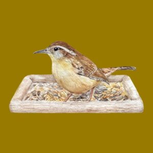 Carolina Wren on Seed Tray Greeting Cards by Nature Notes