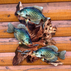 Crappie Replica Driftwood Scene
