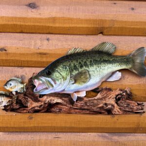 Largemouth Bass Replica Driftwood Scene