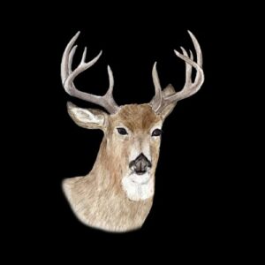 Majestic Deer Portrait Greeting Cards by Nature Notes
