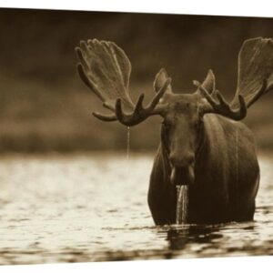 Male Moose Feeding on the Bottom of a Lake, North America – 18 x 12 in. Gallery Wrapped Canvas