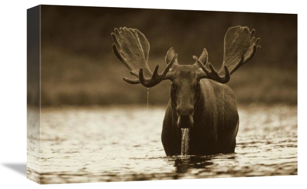 Male Moose Feeding on the Bottom of a Lake, North America