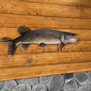 Northern Pike Replica – Metal, Realistic Mount