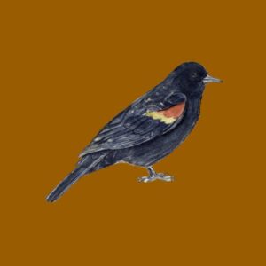 Red-Winged Blackbird Greeting Cards by Nature Notes